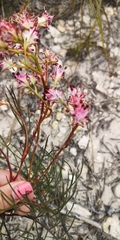 Serruria meisneriana