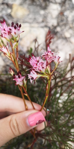Dainty Spiderhead (Serruria meisneriana)