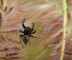 Heliophanus lesserti