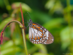 Danaus affinis malayana
