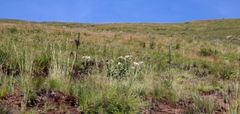 Berkheya purpurea