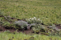 Berkheya purpurea
