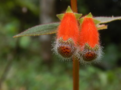 Kohleria stuebeliana