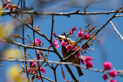 Sittiparus castaneoventris