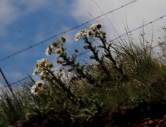 Berkheya cirsiifolia