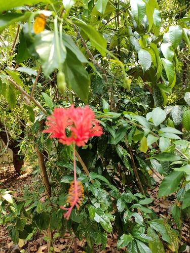 Hibiscus schizopetalus