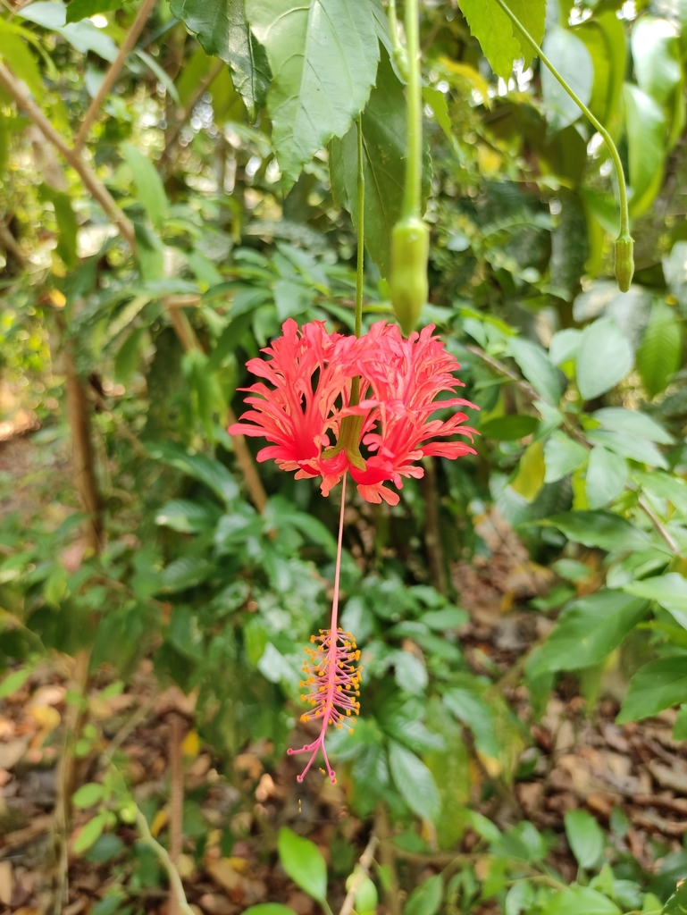 Hibiscus flower showing prominent stamen column