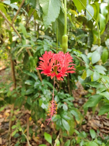 Hibiscus rosa-sinensis iNat (3)