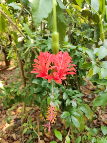 Hibiscus schizopetalus