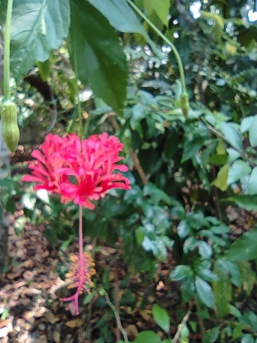 Hibiscus schizopetalus