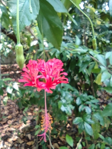 Hibiscus schizopetalus