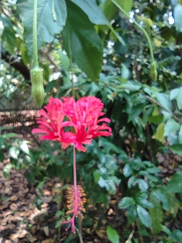 Hibiscus schizopetalus