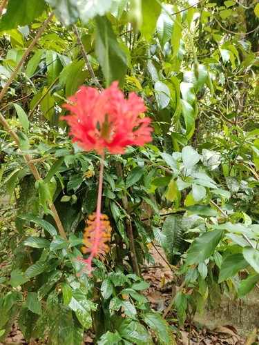 Hibiscus schizopetalus