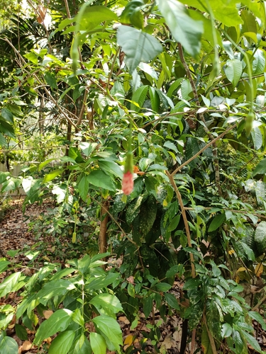 Hibiscus schizopetalus