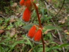 Kohleria stuebeliana