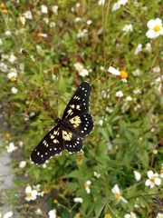 Chlosyne narva