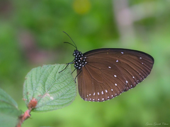 Euploea tulliolus ledereri