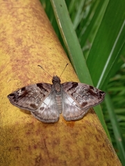 Hesperiidae