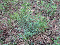 Euphorbia jenisseiensis