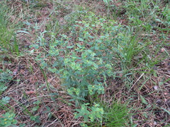Euphorbia jenisseiensis