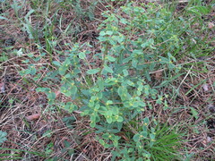 Euphorbia jenisseiensis