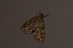 Polyclysta hypogrammata