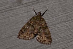 Polyclysta hypogrammata