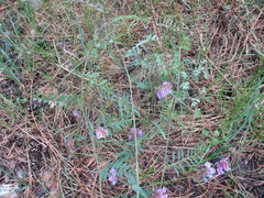 Vicia multicaulis