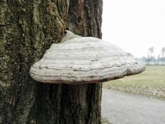 Fomes fomentarius
