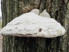 Fomes fomentarius