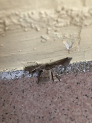 Krananda latimarginaria