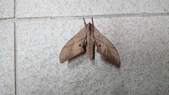 Marumba cristata bukaiana