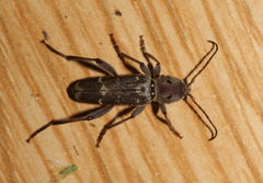 Xylotrechus stebbingi
