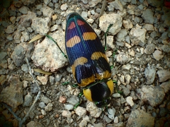 Temognatha regia