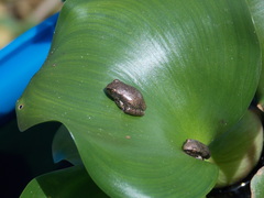 Osteopilus dominicensis