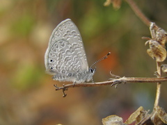 Pseudonacaduba sichela