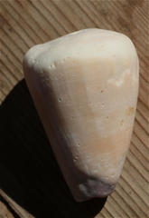 Conus flavidus
