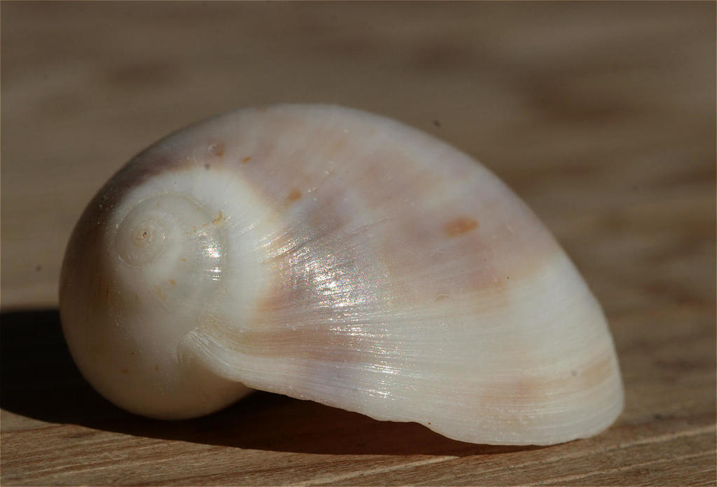 Black-mouth moonsnail