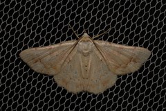 Aeolochroma quadrilinea