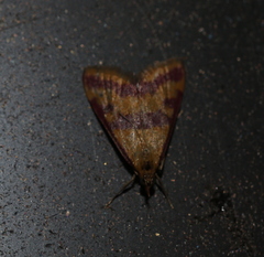 Pyrausta sanguinalis