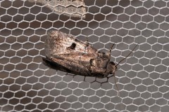 Thoracolopha plaesiospila