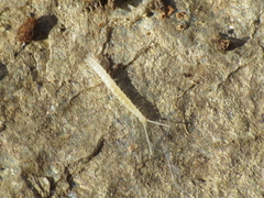 Scutigerella