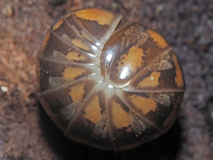 Glomeris connexa