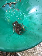 Cambarus aldermanorum