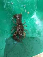 Cambarus aldermanorum