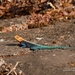 Kirk's Rock Agama - Photo (c) i_c_riddell, some rights reserved (CC BY), uploaded by i_c_riddell