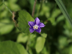 Convolvulus siculus