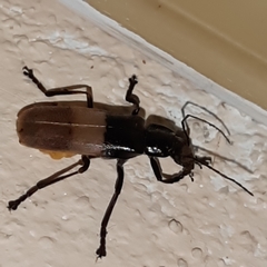 Chauliognathus tripartitus