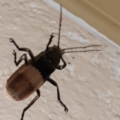 Chauliognathus tripartitus