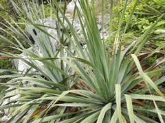 Dasylirion berlandieri